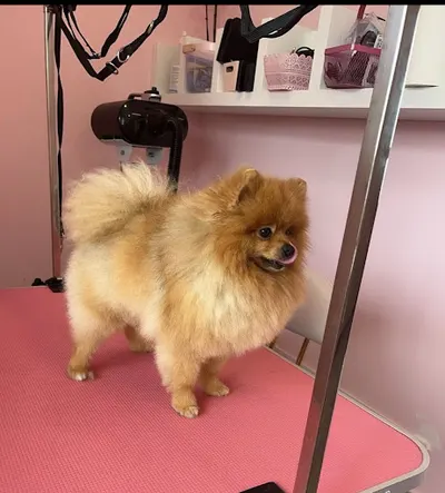 Pets Groomer Clinic